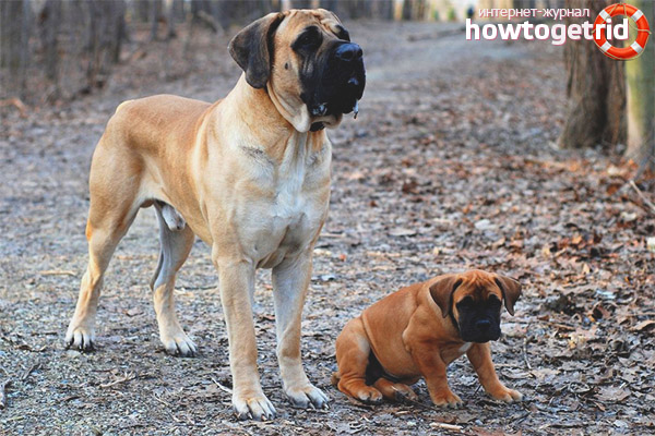 Boerboel Care