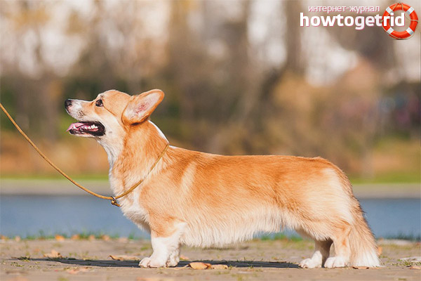 Welsh Corgi Pembroke