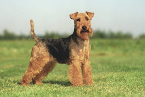 Terrier gallois
