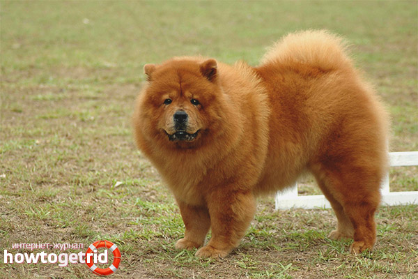 Apparition de Chow Chow