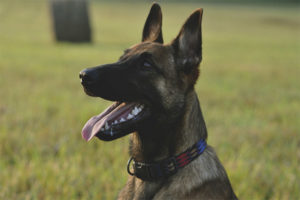 Chien de berger belge