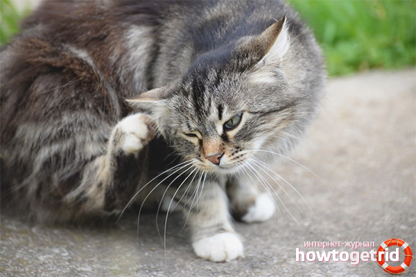 Les puces chez les chats