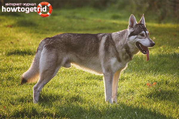 Chien-loup tchécoslovaque