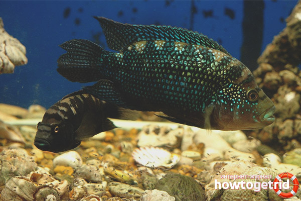 Cichlazoma à huit voies