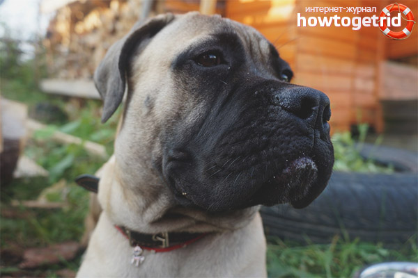 Personnage Bullmastiff