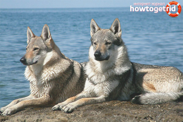 Le caractère du chien-loup tchécoslovaque