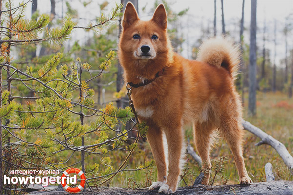 Le caractère du husky carélien-finlandais