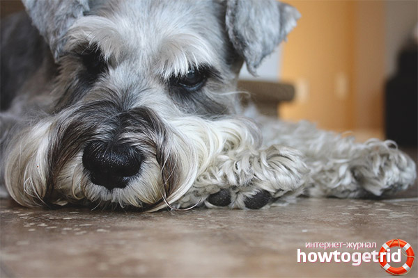 Le caractère du schnauzer