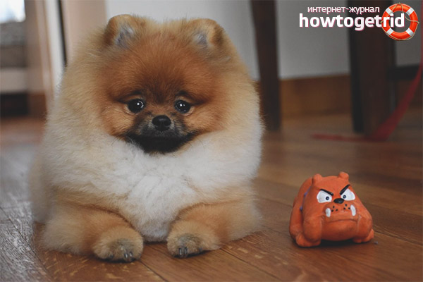 Caractère poméranien