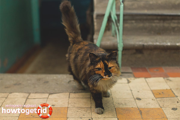 Comment sevrer les chats pour faire des conneries dans le porche