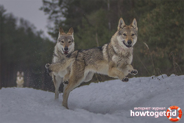 Comment contenir les chiens-loups tchécoslovaques