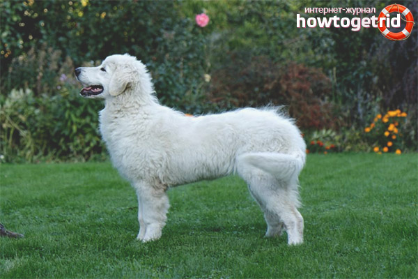 Comment choisir un chiot d'un chuvach slovaque