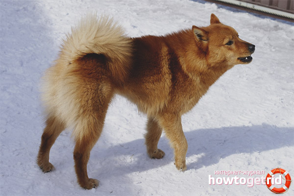 Husky carélien-finlandais