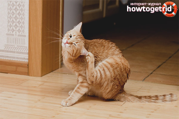 Le chat secoue la tête et se gratte les oreilles.