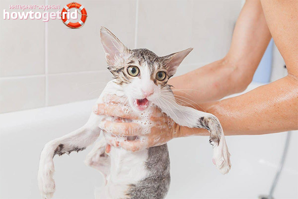 Puis-je laver mon chat avec un shampooing ordinaire?