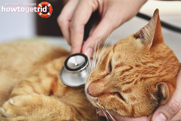 Déshydratation chez le chat