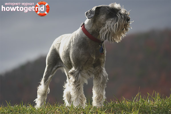 Description du Schnauzer