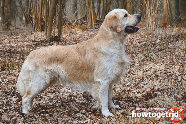 Description du Golden Retriever Standard