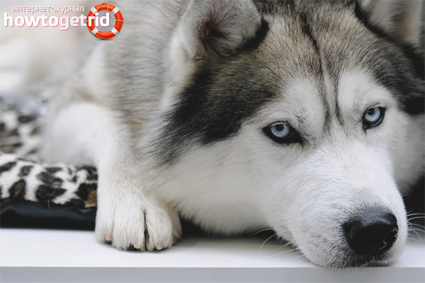 Caractéristiques des caractères du Husky sibérien