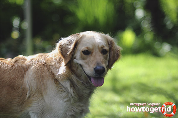 Caractéristiques du personnage Golden Retriever