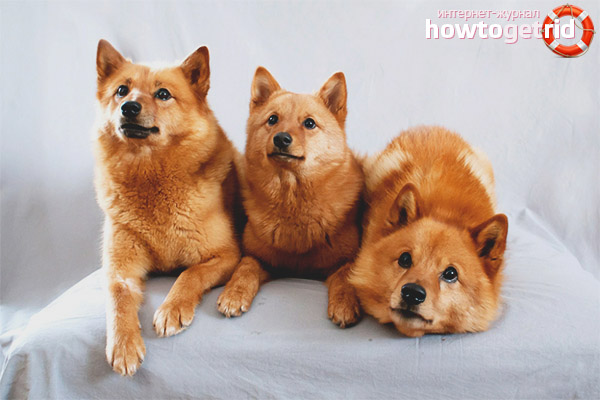 Caractéristiques des soins pour les huskies caréliens-finlandais