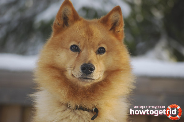 Nourriture husky carélienne-finlandaise