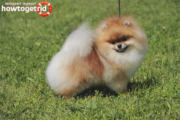 Race de chien Poméranie
