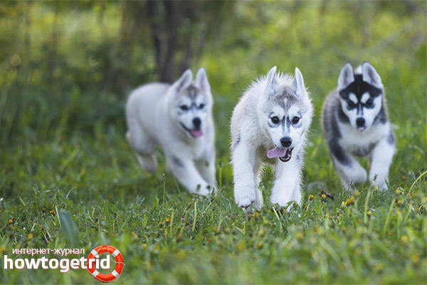 Race de chien Husky Sibérien