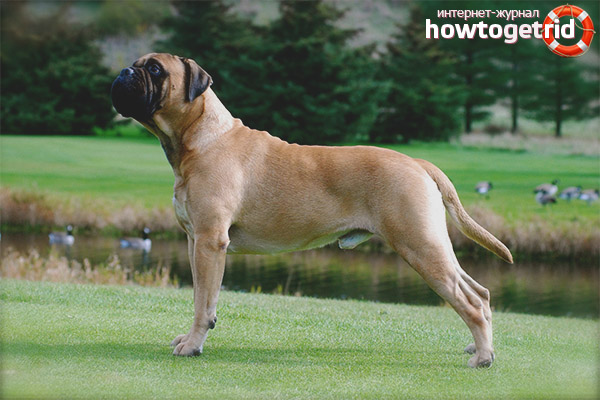 Contenu Bullmastiff
