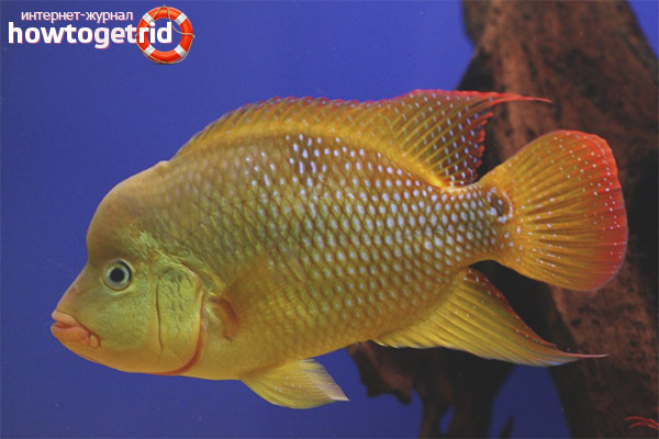 Le contenu du cichlazoma fest