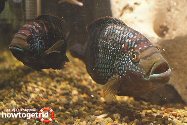 Le contenu des cichlomes à huit voies