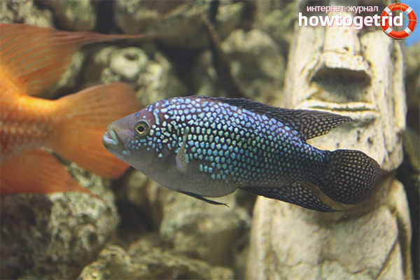 Compatibilité diamant cichlazome