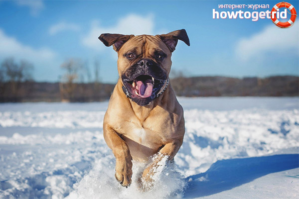 Les subtilités de l'éducation bullmastiff