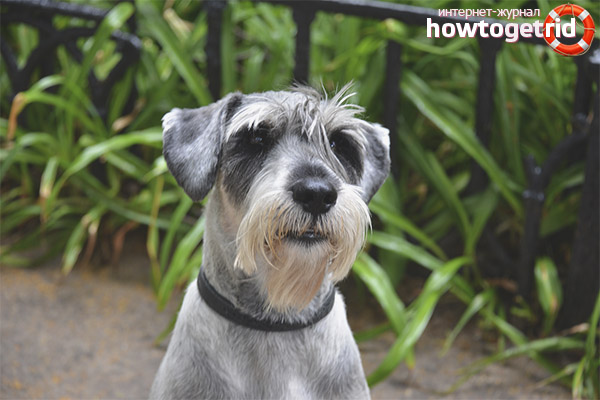 Gestionnaire Schnauzer