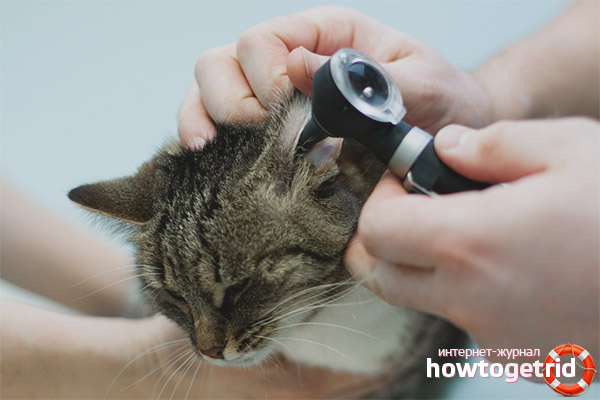 Inflammation de l'oreille de chat