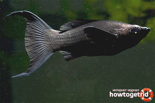 Poissons d'aquarium molliesia noir