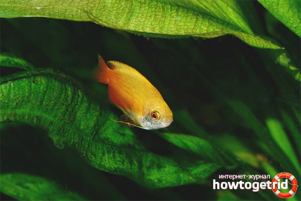 Gourami au miel de poissons d'aquarium
