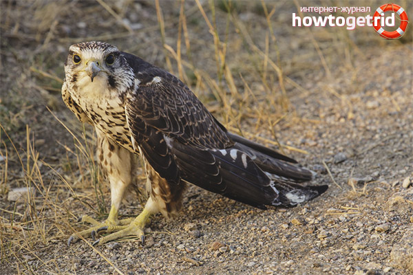Saker Falcon