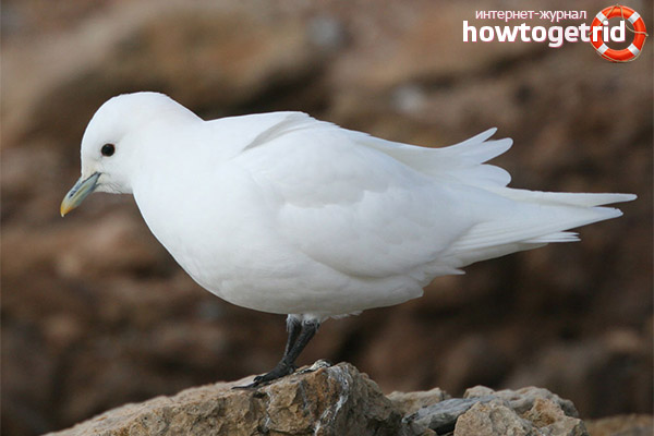 Mouette blanche