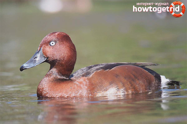 Que mange la plongée aux yeux blancs