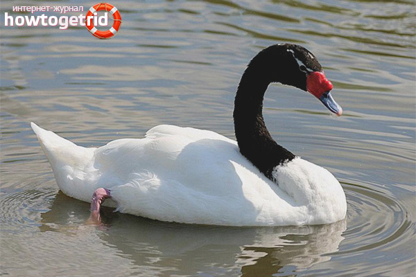 Cygne à cou noir