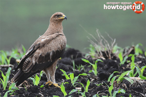 Nidification de l'aigle tacheté