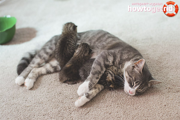 Comment comprendre qu'un chat a donné naissance à tous les chatons