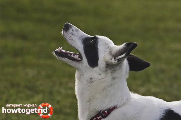Canaan Dog Feeding