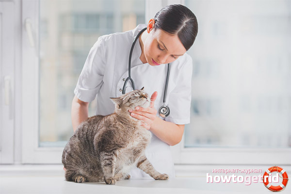 Traitement pour opacification des yeux de chat