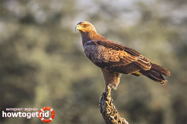 Petit aigle tacheté