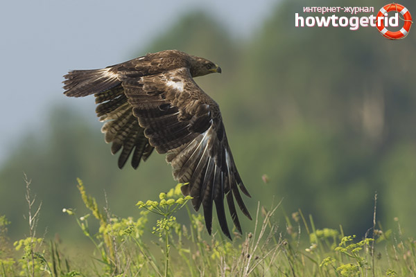 Habitats de petits aigles tachetés