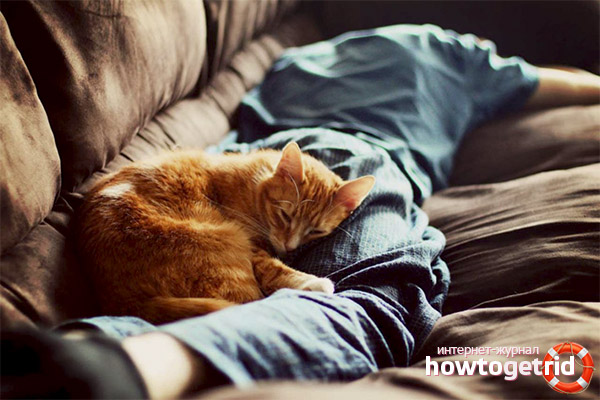 Un chat peut-il traiter