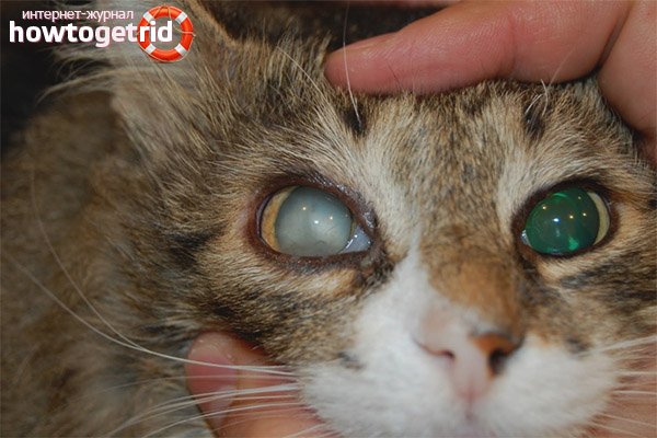 Oeil nuageux du chat