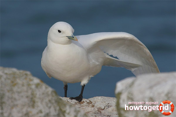 Mode de vie et élevage des goélands blancs